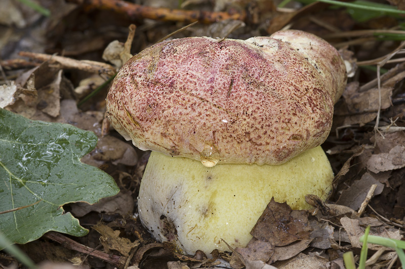 Boletus regius